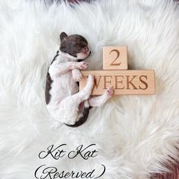 Kit Kat - Parti female Goldendoodle puppy in from Pink Poodles and Doodles
