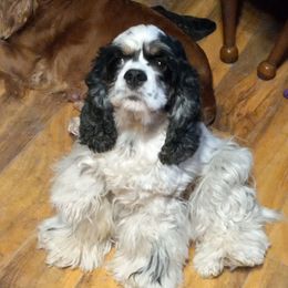 Cocker Spaniels from Flor Field