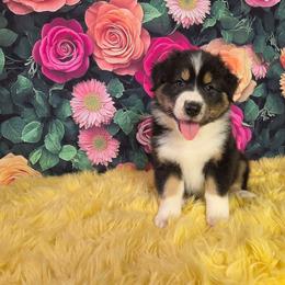 Rowan - Black tri-color male Australian Shepherd puppy in Waddell, Arizona from Whimsical Aussies