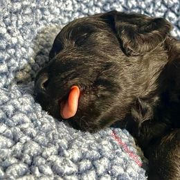 Goldendoodle and Poodle Puppies from SnickerDoodlePups