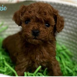 Mickie - Red  male Poodle puppy in Sauk Village, Illinois from Regal Canine Creations