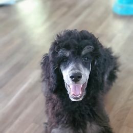 Finn - Poodle puppy in Manchester, Missouri from Perfect Poodles and Doodles LLC