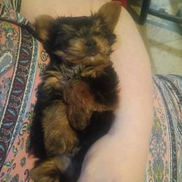 Lucky Charms - Black and tan male Yorkshire Terrier puppy in Jacksonville, Arkansas from Royal Yorkie Terrier