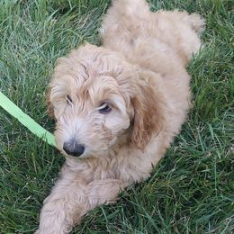 Light Brown Female - Cream female Goldendoodle puppy in Vernon, Vermont from Dynamic Doodles of Southern Vermont