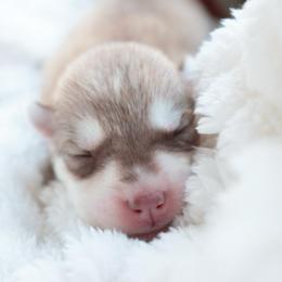 Biscuit - Red and white male Siberian Husky puppy in Bly, Oregon from Hill Top Huskies