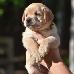 Sunny - Yellow female Labrador Retriever puppy in Carthage, North Carolina from Wicked Pines Retrievers