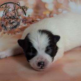 Boy 1 - Black parti male Pomeranian puppy in Fultonville, New York from Sandy Aussies & Pomeranians