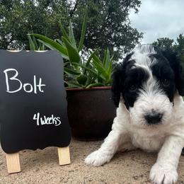 Bolt - Brown and white male Aussiedoodle puppy in Eastland, Texas from H5 Mini Doodles