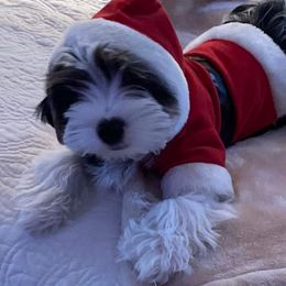 Biewer Terrier Puppies from Blue Water Biewers LLC