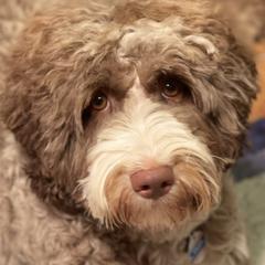 Salem - Australian Labradoodle
