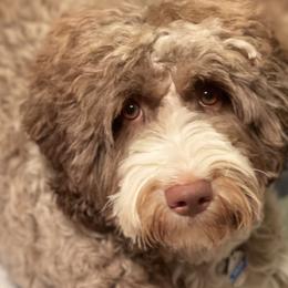 Salem - Australian Labradoodle