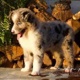 Splash - Blue merle male Australian Shepherd puppy in Grapeland, Texas from Smokin K Aussies