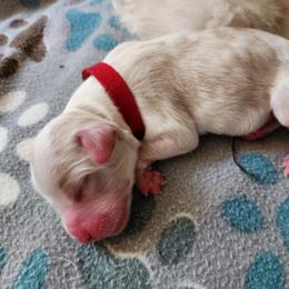 Labradoodle Puppies from Tyson's Farm Doodles