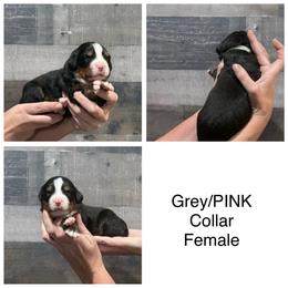 Pink Collar Female - Black rust and white female Bernese Mountain Dog puppy in Collinsville, Texas from Berner Dynasty
