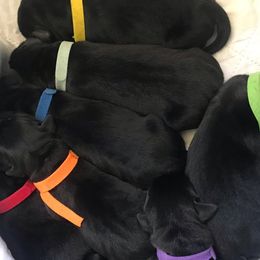 Labrador Retriever Puppies from Ronara Labradors