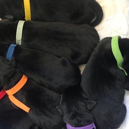 Labrador Retriever Puppies from Ronara Labradors