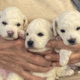 Puppy - White male Bichon Frise puppy in Greenville, South Carolina from Almaza Bichons