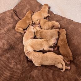 Golden Retriever Puppies from Adams Puppies