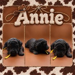 Annie - Black female Poodle puppy in Live Oak, Florida from Grams Poodle Babies