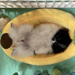 Pomeranian Puppies from Heartlove Poms