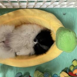 Pomeranian Puppies from Heartlove Poms