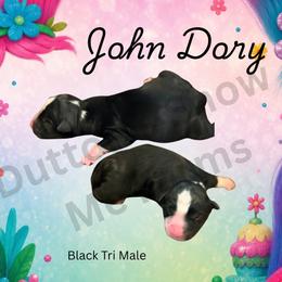 John Dory - Black tri male Miniature Australian Shepherd puppy in Oronogo, Missouri from Dutton's Show Me Farms