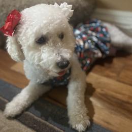 Cookie - Maltipoo