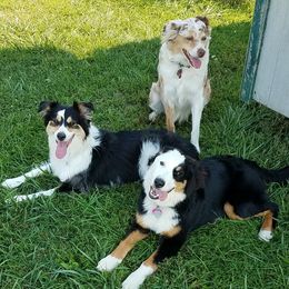 Australian Shepherds from Maple Rum Kennels
