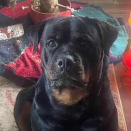 Misha - Rottweiler