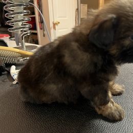 Peach - Red female Shih Tzu puppy in Pottstown, Pennsylvania from DHDoggs Shih Tzu