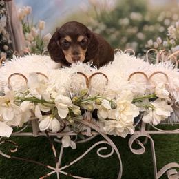 Paris - Chocolate and cream female Dachshund puppy in Call, Texas from Dachshund D’Amore