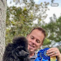Chinese Crested and Poodle All Grown Up from Amari Miniature Poodles and Chinese Cresteds