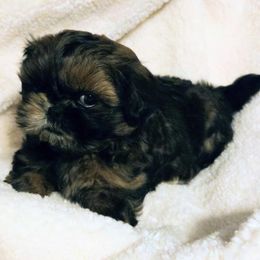 Dolly - Red and tan female Shih Tzu puppy in Waynesboro, Pennsylvania from Big Win Shih Tzus
