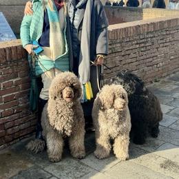 Portuguese Water Dog Puppies from Tanya Jones