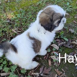 Haylee - Black gold and white female Shih Tzu puppy in Clyde, North Carolina from Shawgo Pups