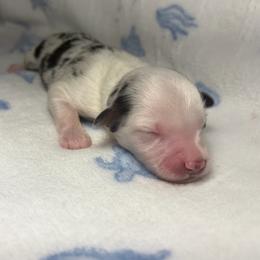 Boy 2 - Blue merle male Miniature Australian Shepherd puppy in Ringgold, Louisiana from Barrett's Buddies