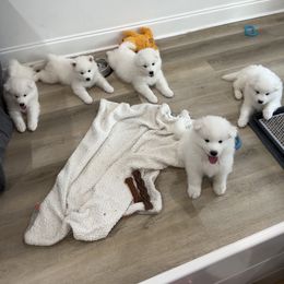 Samoyed Puppies from Southern Roux Samoyeds