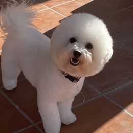 Sugar - Bichon Frise