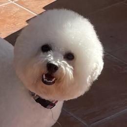 Sugar - Bichon Frise