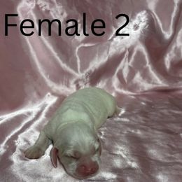 Girl 2 - Cream female Cocker Spaniel puppy in Phil Campbell, Alabama from Clark’s Cocker Spaniels
