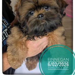 Finnegan - Brindle male Shih Tzu puppy in Orient, Ohio from Forever Friends Shih-Tzu