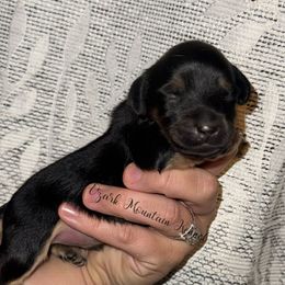 Lou - Black and cream male Dachshund puppy in Conway, Missouri from Ozark Mountain Kennel