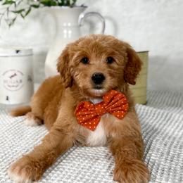 Orange boy - Red male Bernedoodle puppy in Waukesha, Wisconsin from Bernedoodle Boutique (and Cavapoos)