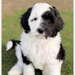 Crescent - Black and white female Sheepadoodle puppy in Roseburg, Oregon from Sharon’s Sheepadoodle’s