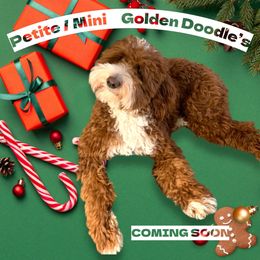 Ravioli - Goldendoodle