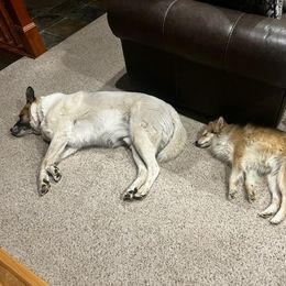 Pomsky All Grown Up from Kenna'z Kuddly Pomskiez