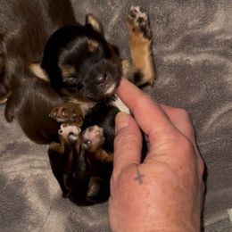 Girl 1 - Black and gold female Yorkshire Terrier puppy in Des Moines, Iowa from Diamond Yorkshire Terriers