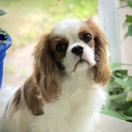 Cavalier King Charles Spaniels from Lyricc Cavaliers