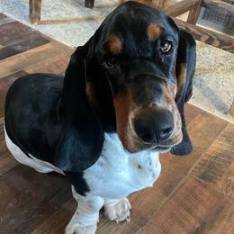 Betty - Basset Hound