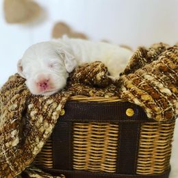 Aussiedoodles, Bernedoodles, Cockapoos, and Goldendoodles from Jackson County Doodles